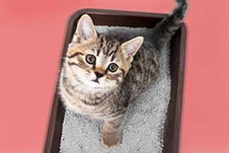 Bac à litière chat ou maison de toilette : lequel choisir ?