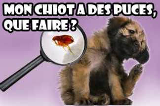 Comment protéger mon chiot des puces ?