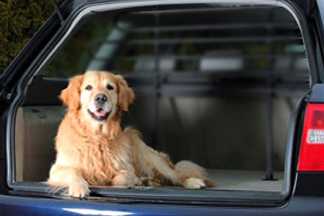 Chien malade en voiture, mal des transport chien, que faire !