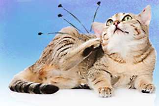 Anti puce pour se débarrasser des puces de son chat.