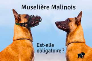 Malinois, Berger belge : la muselière est-elle obligatoire ?