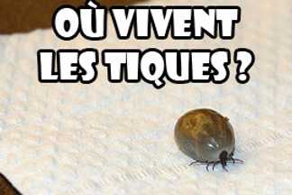 Où vivent les tiques ?