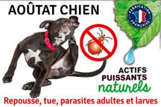 Aoûtat chien, piqûre, traitement aoûtat, shampoing