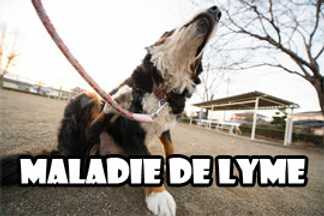 Maladie de Lyme : comment ça s’attrape ?