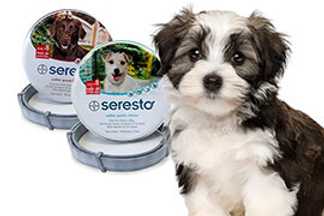 Collier Seresto chien : efficacité, avis, précaution !