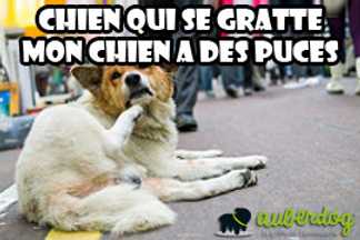 Chien qui se gratte : mon chien a des puces