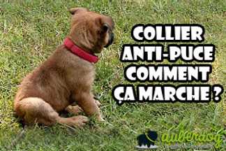 Collier anti puce chien, le top de l'efficacité !