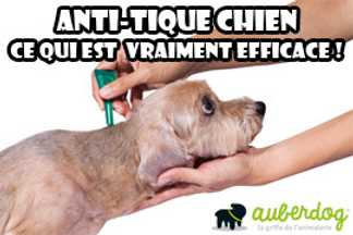 Anti tique chien : ce qui est vraiment efficace !