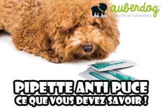 Pipette anti puce chien, le top de l'Efficacité !