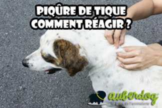 Piqûre de tique : comment réagir ?