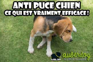 Anti puce chien : ce qui est vraiment efficace !