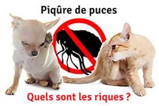 Piqûre de puces : quels sont les risques ?