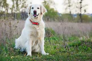 Collier GPS chien : comment ça marche ?