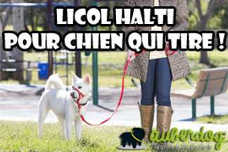 Licol chien Halti : pour chien qui tire !
