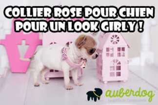 Collier chien rose : opter pour la couleur !