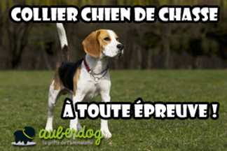 Collier pour chien de chasse, à toute épreuve !