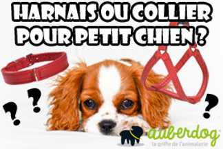Collier petit chien ou harnais petit chien ?