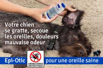 otite chien
