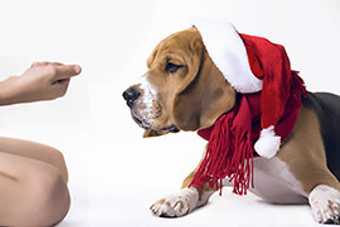 Calendrier de l'avent chien, Surprise !