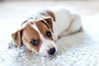 Accueillir un chiot
