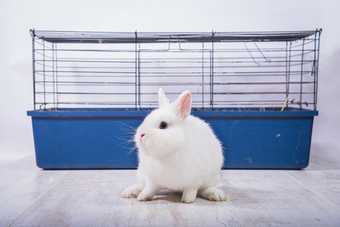 cage a lapin