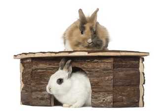 maison pour lapin