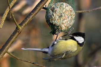 boule de graisse oiseaux