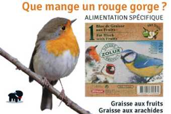 rouge gorge nourriture