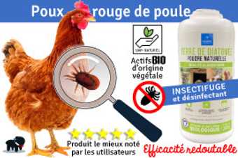 Poule rousse et pou rouge vu à la loupe, à côté d'un flacon de terre de diatomée