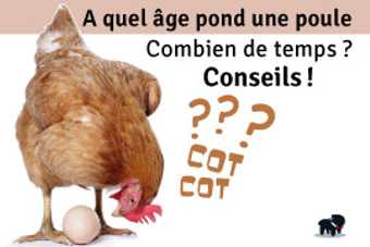 Poule rousse à côté d'un œuf