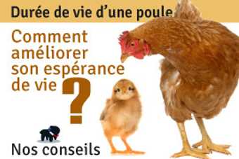 Poule rousse et poussin