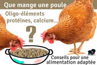 Deux poules rousses qui mangent des granulés dans une gamelle
