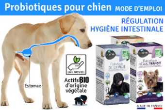 Probiotique chien et flore intestinale