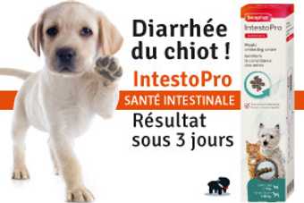 Diarrhée chiot : causes et quand consulter