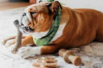 Bouledogue anglais couché sur un tapis, mâchant un jouet Benebone en forme de bâton, d'autres jouets Benebone autour de lui