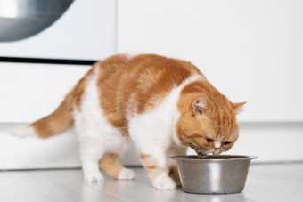 Chat qui mange ses croquettes dans une gamelle en inox