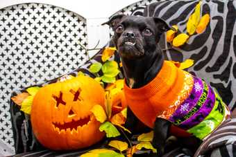 Chien noir en pull orange d'Halloween assis à côté d'une citrouille sculptée