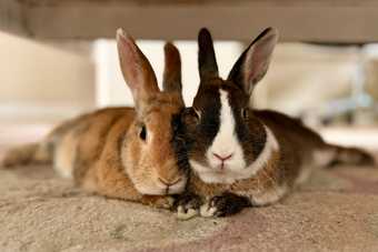 Deux lapins de compagnie allongés côte à côte sur un tapis, au chaud dans la maison