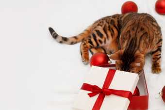 Chat bengal qui fouille une boîte cadeau rouge et blanche entourée de boules de Noël