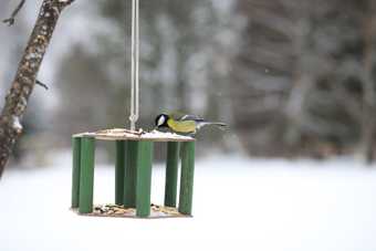 Une mésange charbonnière posée sur une mangeoire suspendue garnie de graines, dans un jardin enneigé