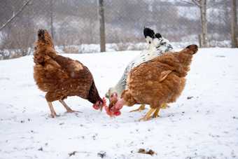 Trois poules rousses et une poule blanche picorant dans la neige devant un enclos