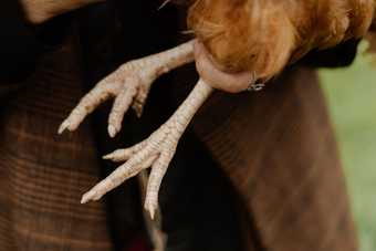 Gros plan sur les pattes écailleuses d'une volaille au plumage roux, tenue contre soi par son propriétaire