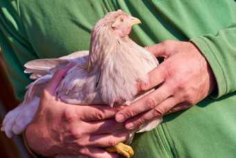 Poule au plumage clair tenue délicatement dans les mains d'un homme en pull vert