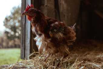 Poule rousse au plumage clairsemé sur le poitrail, debout dans la paille à l'entrée d'une grange