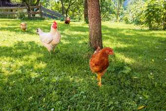 Poules rousses et blanches en liberté sur l'herbe d'un parcours ombragé par des arbres