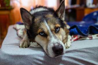 Chien stressé allongé sur un lit, la tête posée sur ses pattes et le regard inquiet