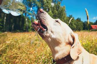 Labrador sable buvant l'eau versée d'une bouteille dans un champ d'herbes sèches, par une journée d'été ensoleillée : chien et canicule