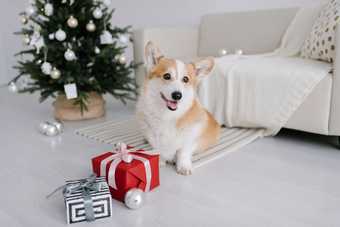 Corgi couché sur un tapis à côté d'un paquet cadeau rouge, devant un sapin de Noël blanc