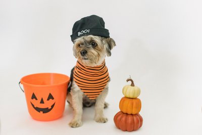 Yorkshire terrier avec un bonnet et un bandana rayé orange, à côté d'un seau en forme de citrouille