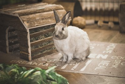 Lapin blanc assis sur un tapis devant sa maisonnette en bois, dans une pièce de la maison